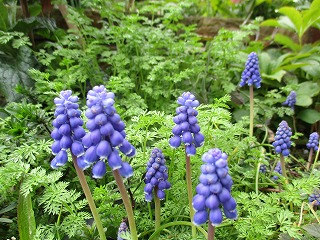 IMG_0050ss.jpg