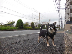 conv1253.JPG