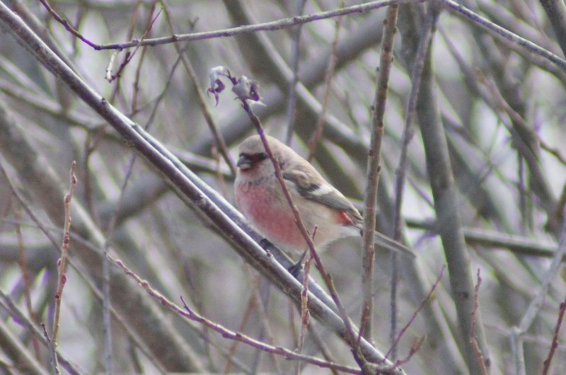 IMG_2841 (800x530).jpg