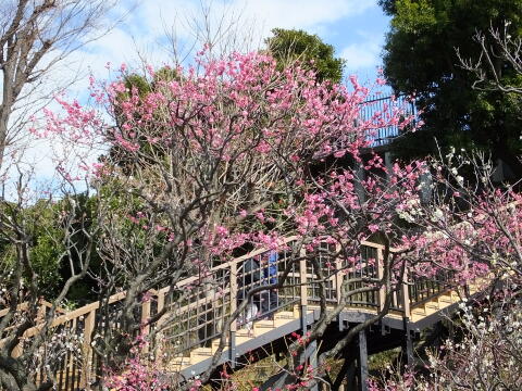 池上梅園にて