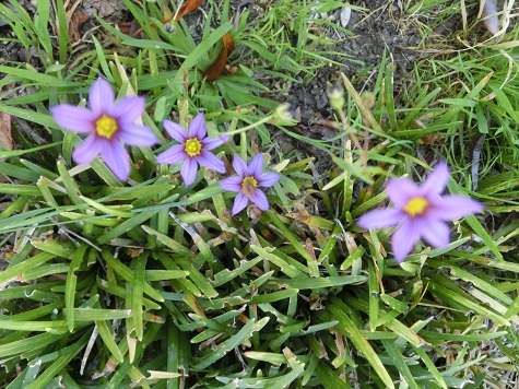 ニワセキショウ