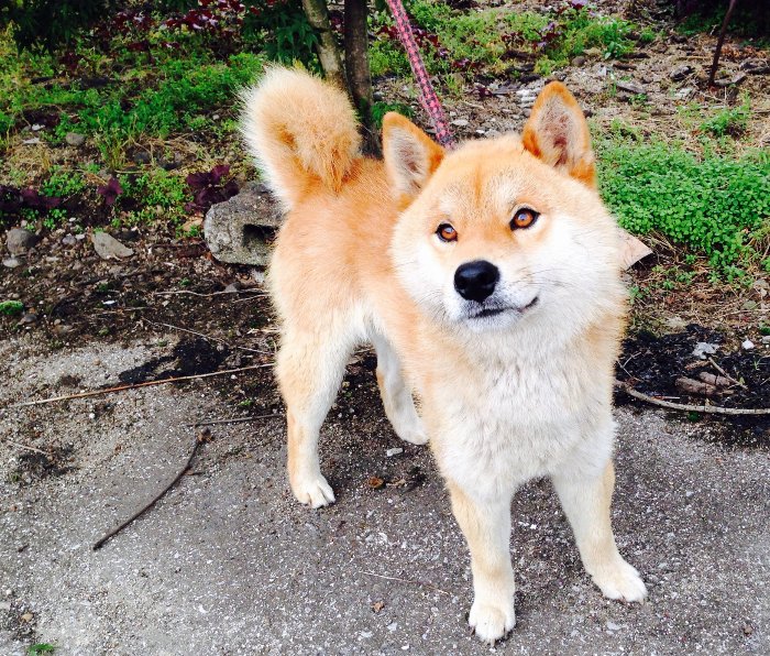 柴犬のフク