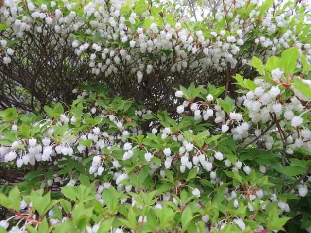 大きめ♪ドウダンツツジ 灯台躑躅 テラコッタ鉢植え 苗木 庭木 和