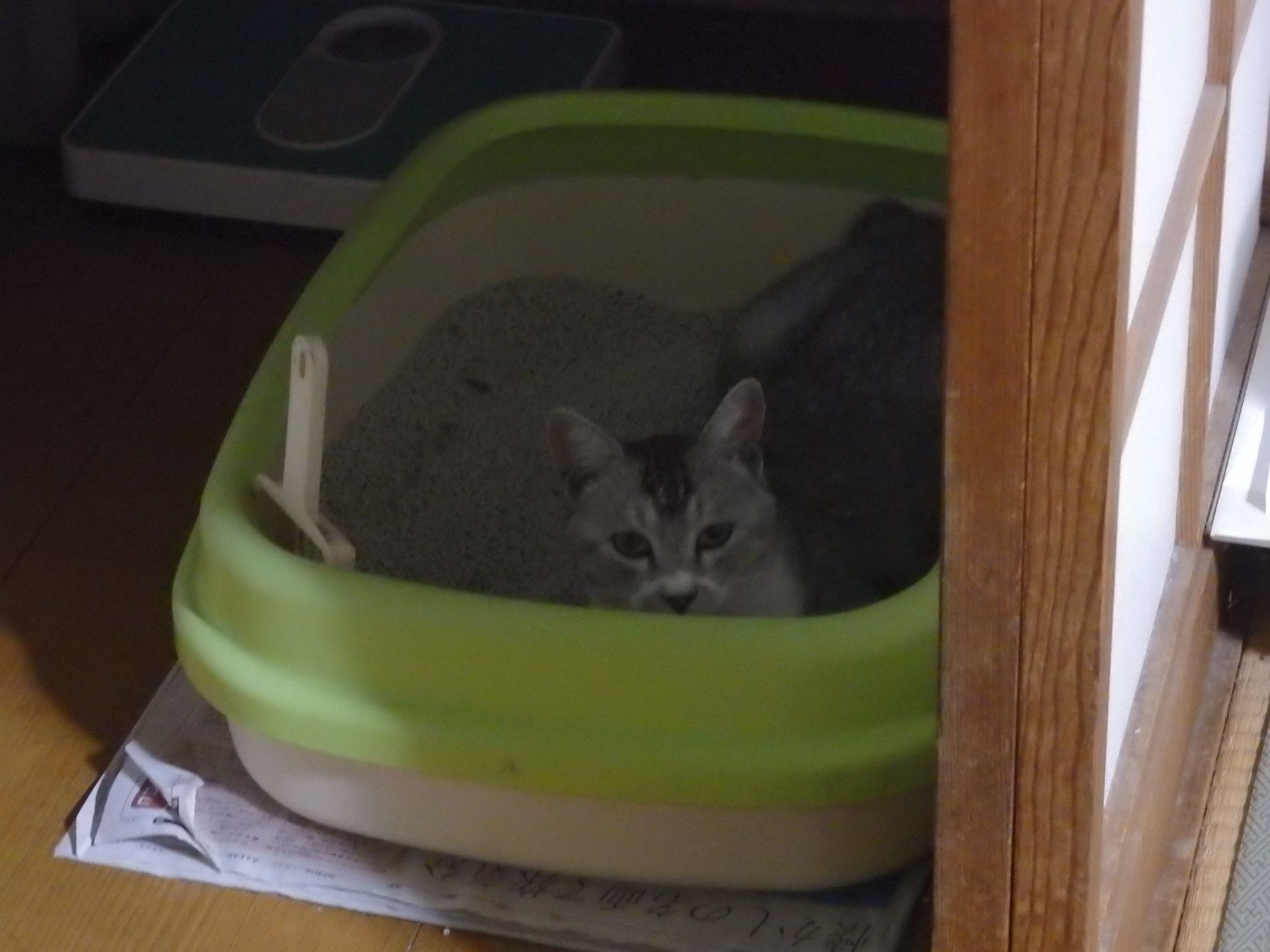 6ページ目の 外猫 キャラメルクッキーの 楽天ブログ