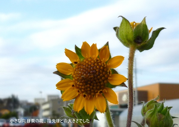 P1070344-001.JPG