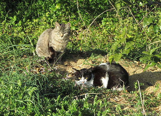 我が家のニャンコ♪2015/3/28-2