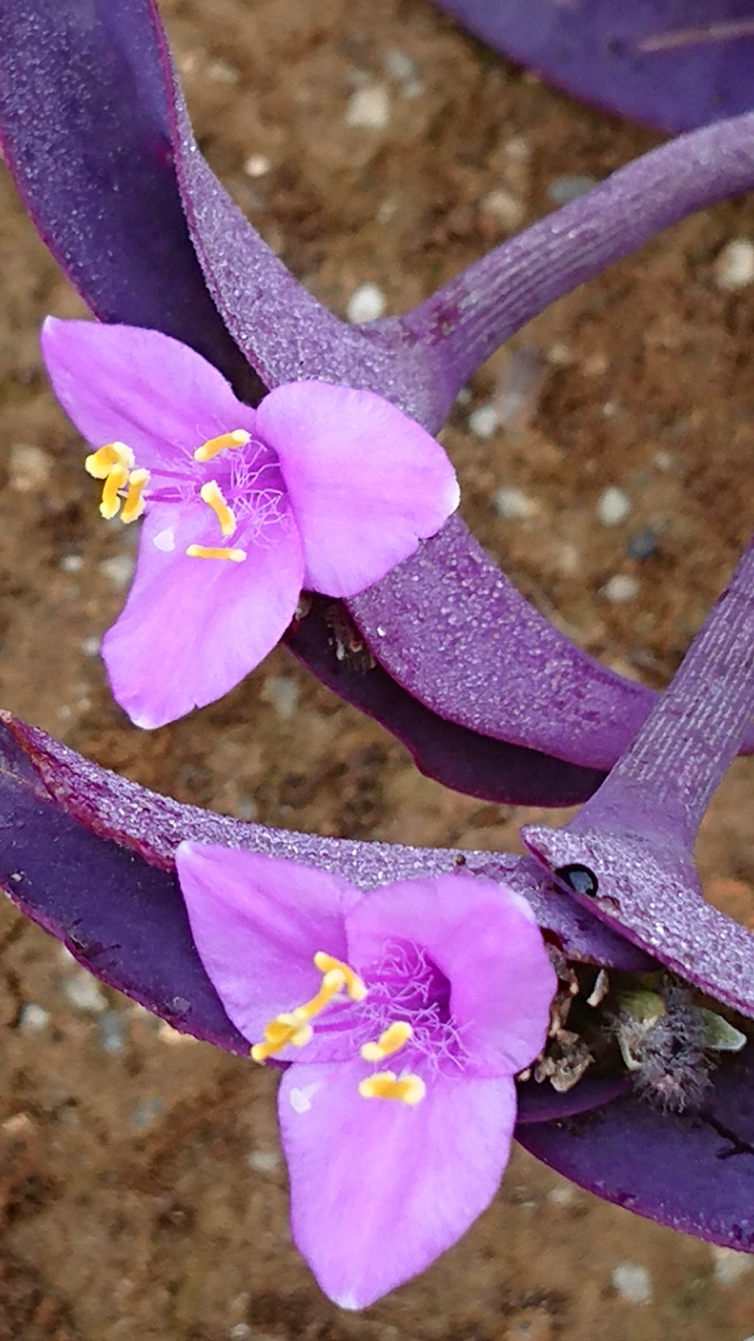 ソロモンの判決 はぬる7のブログ 楽天ブログ ソロモンの判決 はぬる7のブログ 楽天ブログ