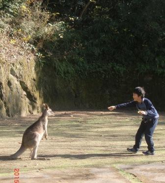 カンガルー使い