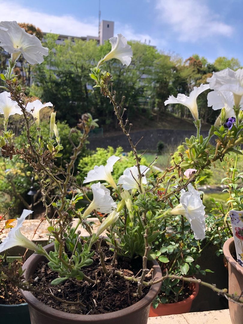 鉢植えのペチュニアが 沢山咲いている ７０才からの一人暮らし 楽天ブログ