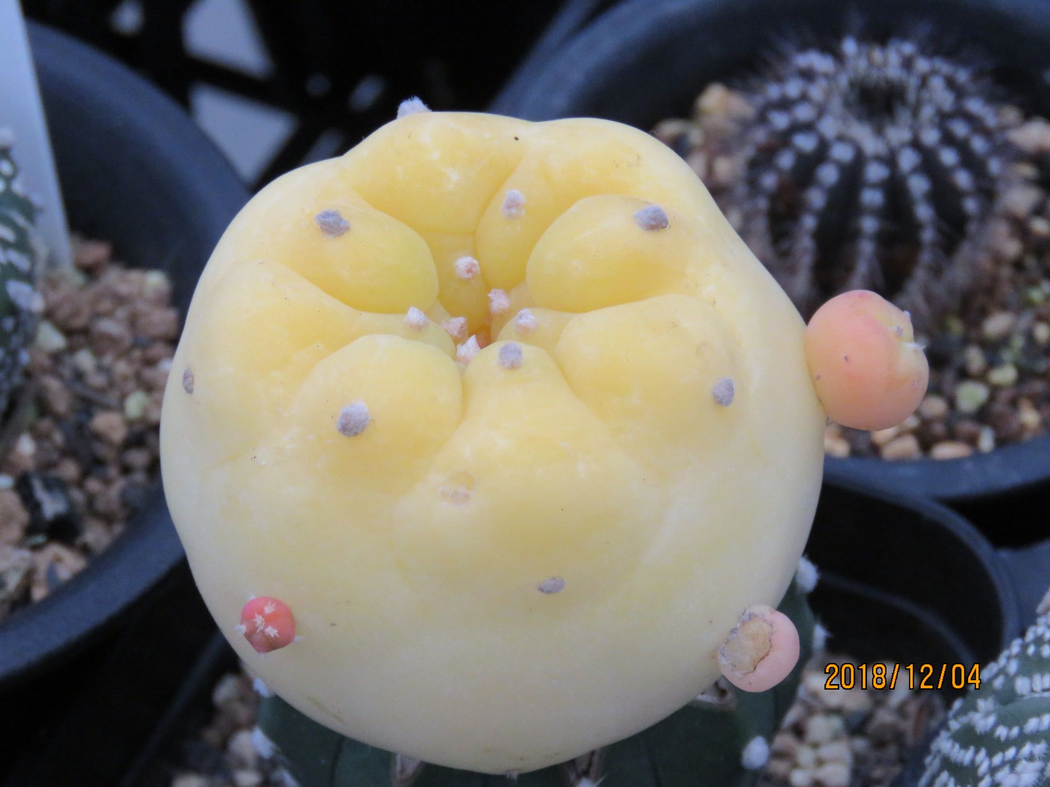 ロホホラ属 銀冠玉錦ちょうちんさん | びびるタニサボ達 - 楽天ブログ