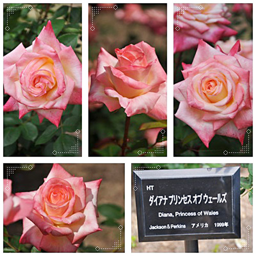 薔薇４
