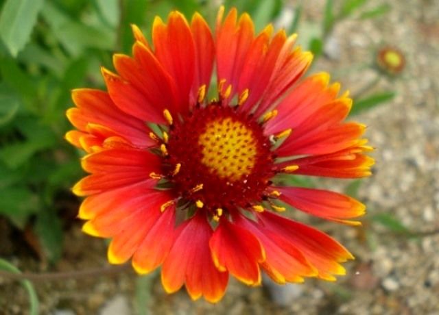 天人菊と大金鶏菊の花 花と蕎麦とリハビリと 楽天ブログ