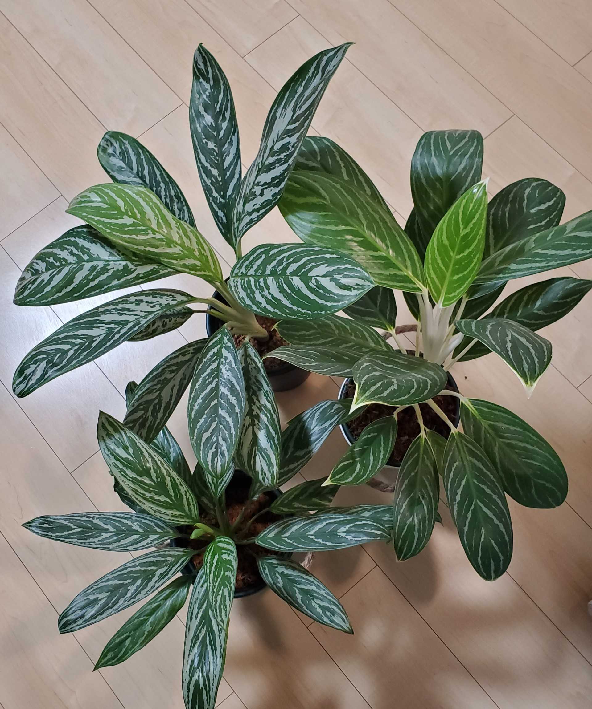 花芽 | Let's green life - 楽天ブログ