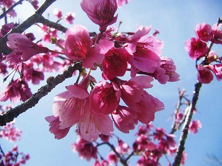 PICT0015s.JPG