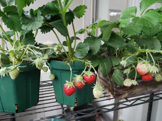 イチゴの収穫 Verandism べらんでぃずむ ベランダ菜園とか 楽天ブログ