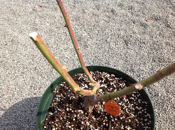 20130221-1.jpg