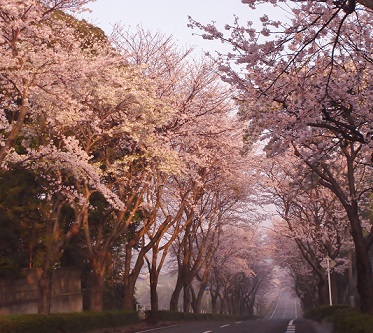 桜並木.jpg