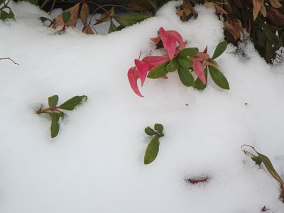 雪の庭.jpg