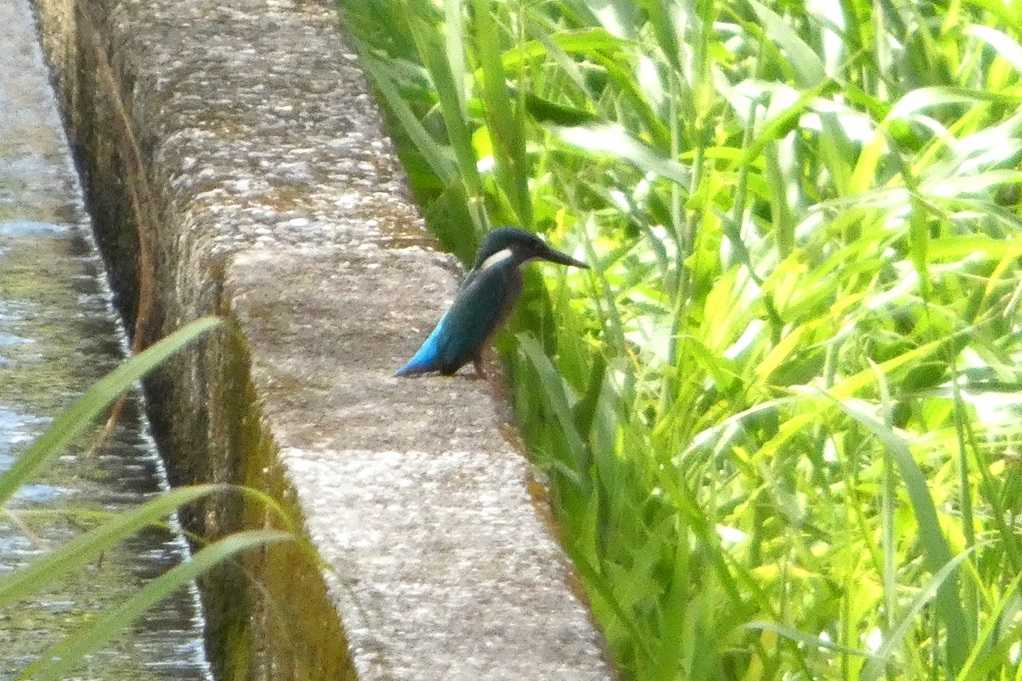 515