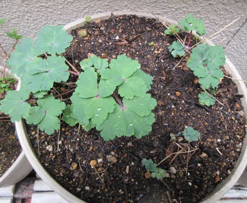 2ページ目の 種から花を育てる 狭い庭を花いっぱいにする育て方 楽天ブログ