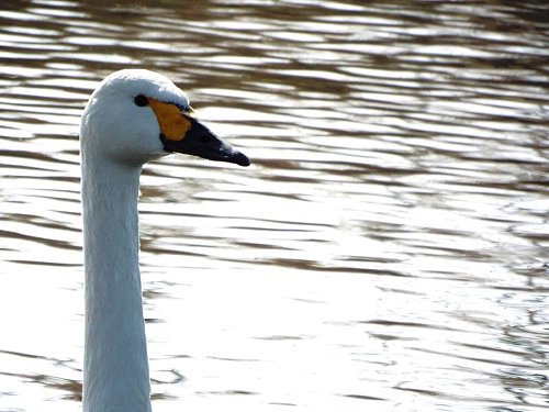 1-27 kohakutyou-138-b.jpg