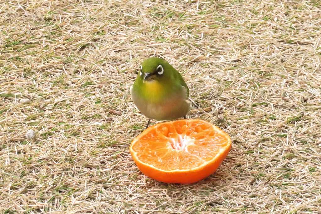 庭の野鳥;蜜柑メジロ、仲良しメシロ、万両ヒヨドリ、土浴びスズメ。 | 大分金太郎の花鳥蝶月 - 楽天ブログ