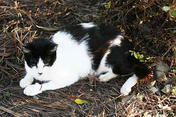 我が家のニャンコ♪2015/9/28-3