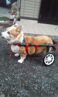 車いす.jpg