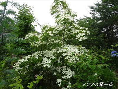 20160709 赤城山麓別荘3