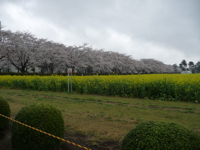 466 桜と菜の花