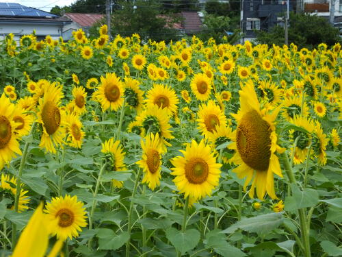 上大岡・大賀の郷のひまわり畑