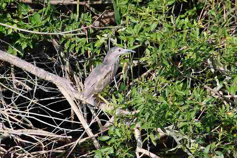 IMG_2191 (800x533).jpg