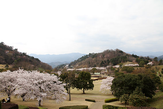 神山森林公園の桜-2♪