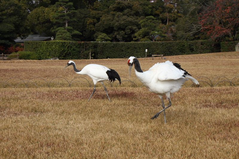 岡山北区 岡山後楽園タンチョウの園内散策 てっちゃんのフォトだよりでーブログ 楽天ブログ