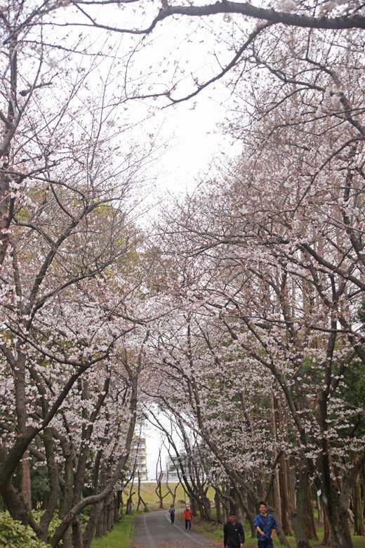 庄内緑地公園 桜 吾が徒然 楽天ブログ