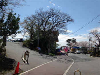 桜6.jpg