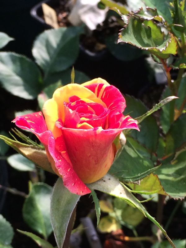 rblog-20140519110311-03.jpg