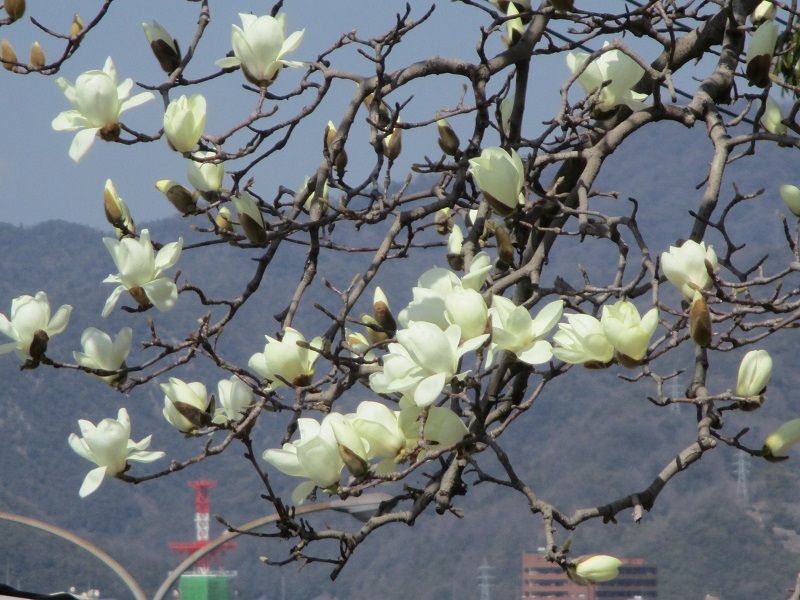 ハクモクレン 白木蓮 歴史が見える丘に咲いていた花 気ままな生活 楽天ブログ