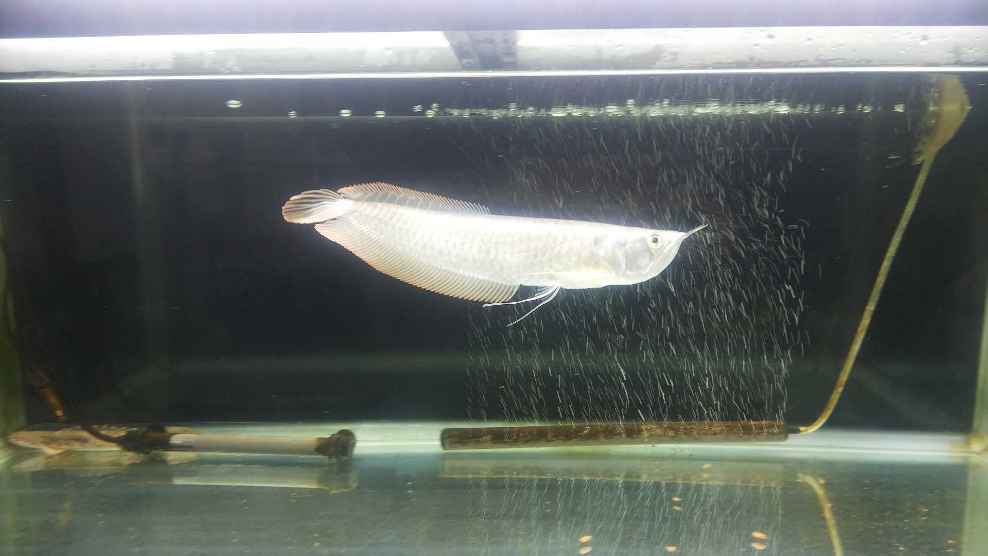 熱帯魚 にんにんのバイク 熱帯魚 楽天ブログ