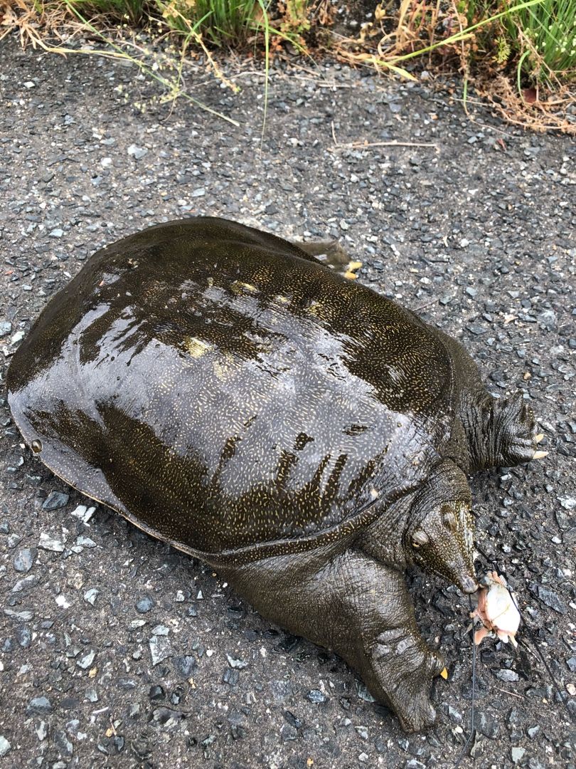 スッポン卵孵化記録 釣りとかガサガサとか色々 北九州 楽天ブログ