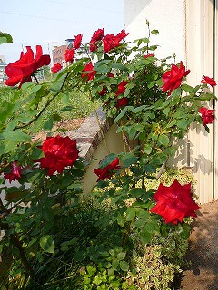 P1290481ss.jpg
