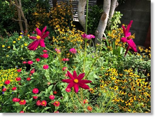 庭のコスモス ぐるはす 末摘む花の雑記帳 楽天ブログ