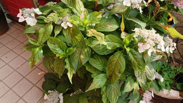 ジュリアの2番花 ガクアジサイの葉がボロボロに 華あそび 癒し隊との日々 楽天ブログ
