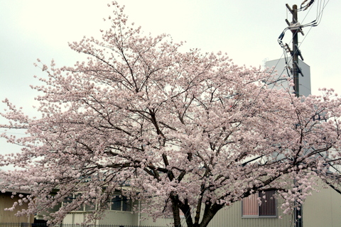 三菱電機の桜