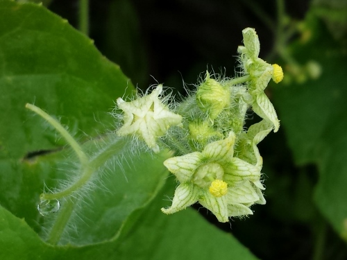 20150913_100615 (500x375).jpg