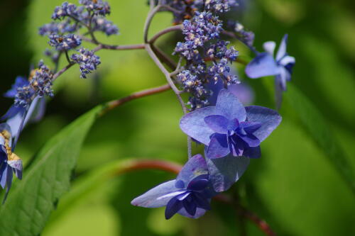 光則寺の紫陽花