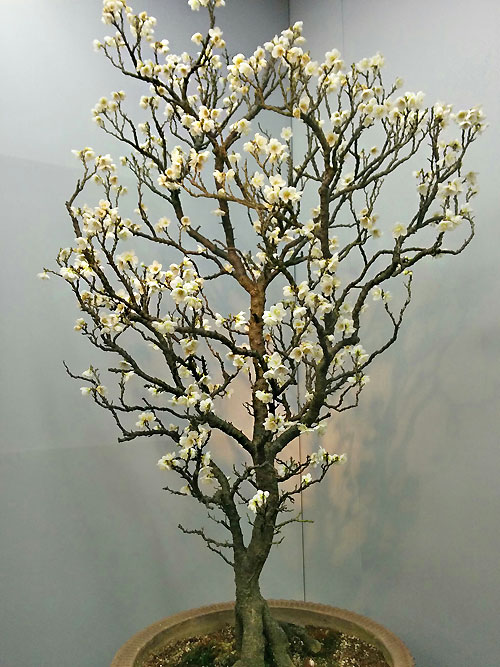 0128ume04.jpg