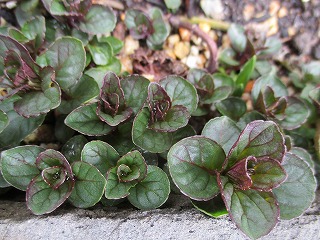 IMG_9738ss.jpg