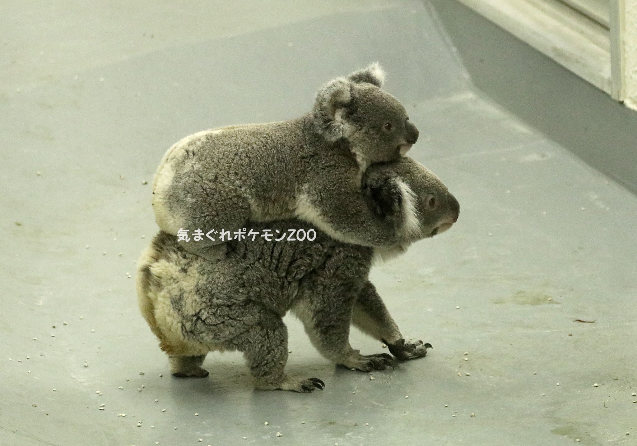 埼玉県こども動物自然公園ー 気まぐれポケモンzoo 楽天ブログ