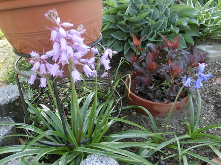 ピンクのツリガネスイセン